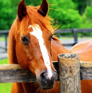 Meet your Posher, Amelia